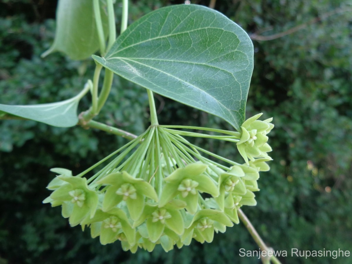 Wattakaka volubilis (L.f.) Stapf